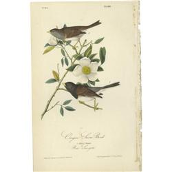 Audubon Royal Octavo Print.  Oregon Snow Bird Audubon Royal Octavo Print. 