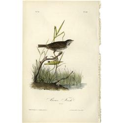 Audubon Royal Octavo Print.  Brown Finch Audubon Royal Octavo Print. 