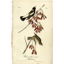 Audubon Royal Octavo Print. Wandering Rice Bird Audubon Royal Octavo Print.