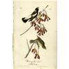 Image 1 : Audubon Royal Octavo Print. Wandering Rice Bird Audubon Royal Octavo Print.