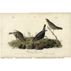 Audubon Royal Octavo Print. Common Cow-Bird Audubon Royal Octavo Print.