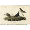 Image 1 : Audubon Royal Octavo Print. Common Cow-Bird Audubon Royal Octavo Print.