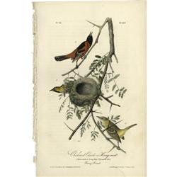 Audubon Royal Octavo Print. Orchard Oriole Audubon Royal Octavo Print.