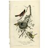 Image 1 : Audubon Royal Octavo Print. Orchard Oriole Audubon Royal Octavo Print.