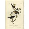 Image 1 : Audubon Royal Octavo Print. Rusty Crow-Blackbird Audubon Royal Octavo Print.