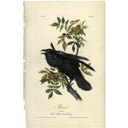 Audubon Royal Octavo Print. Raven Audubon Royal Octavo Print.