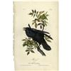 Image 1 : Audubon Royal Octavo Print. Raven Audubon Royal Octavo Print.