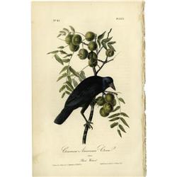 Audubon Royal Octavo Print. Common American Crow Audubon Royal Octavo Print.