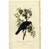 Image 1 : Audubon Royal Octavo Print. Common American Crow Audubon Royal Octavo Print.