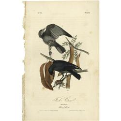 Audubon Royal Octavo Print. Fish Crow Audubon Royal Octavo Print.