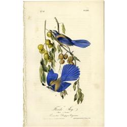 Audubon Royal Octavo Print. Florida Jay Audubon Royal Octavo Print.