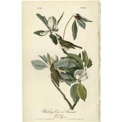 Audubon Royal Octavo Print. Warbling Vireo Audubon Royal Octavo Print.