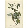 Image 1 : Audubon Royal Octavo Print. Warbling Vireo Audubon Royal Octavo Print.