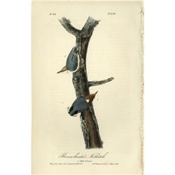 Audubon Royal Octavo Print. Brown-headed Nuthatch Audubon Royal Octavo Print.