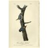 Image 1 : Audubon Royal Octavo Print. Brown-headed Nuthatch Audubon Royal Octavo Print.