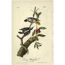 Audubon Royal Octavo Print. Downy Woodpecker Audubon Royal Octavo Print.