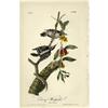 Image 1 : Audubon Royal Octavo Print. Downy Woodpecker Audubon Royal Octavo Print.