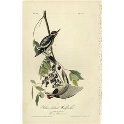 Audubon Royal Octavo Print. Yellow-bellied Woodpecker Audubon Royal Octavo Print.