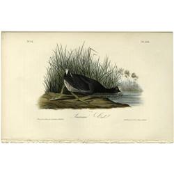 Audubon Royal Octavo Print. American Coot Audubon Royal Octavo Print.