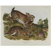 Image 1 : Audubon Imperial Quadruped Print: Grey Rabbit Audubon Imperial Quadruped Print: [I]Lepus Sylvaticus;
