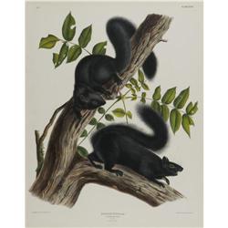 Audubon Imperial Quadruped Print: Sciurus Niger Audubon Imperial Quadruped Print: [I]Sciurus Niger;