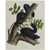 Image 1 : Audubon Imperial Quadruped Print: Sciurus Niger Audubon Imperial Quadruped Print: [I]Sciurus Niger;