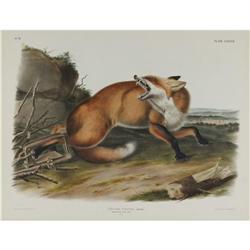 Audubon Imperial Quadruped Print: Vulpes Fulvus Audubon Imperial Quadruped Print: [I]Vulpes Fulvus; 