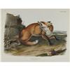 Image 1 : Audubon Imperial Quadruped Print: Vulpes Fulvus Audubon Imperial Quadruped Print: [I]Vulpes Fulvus; 