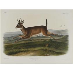 Audubon Imperial Quadruped Print:Cervus Leucurus Audubon Imperial Quadruped Print: [I]Cervus Leucuru
