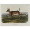 Image 1 : Audubon Imperial Quadruped Print:Cervus Leucurus Audubon Imperial Quadruped Print: [I]Cervus Leucuru