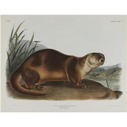 Audubon Imperial Quadruped Print: Canada Otter Audubon Imperial Quadruped Print: [I]Lutra Canadensis