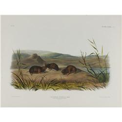 Audubon Imperial Quadruped Print: Meadow Mouse. Audubon Imperial Quadruped Print: [I]Arvicola Boreal