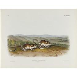 Audubon Imperial Quadruped Print: Jerboa Mouse Audubon Imperial Quadruped Print: [I]Dipodomys Philli