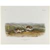 Image 1 : Audubon Imperial Quadruped Print: Jerboa Mouse Audubon Imperial Quadruped Print: [I]Dipodomys Philli