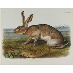Audubon Imperial Quadruped Print: Texian Hare Audubon Imperial Quadruped Print: [I]Lepus Texianus; 