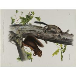 Audubon Imperial Quadruped Print: Sooty & Frem Audubon Imperial Quadruped Print: [I]Sciurus Fremonti