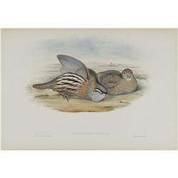 J. Gould Elephant Folio Print:Ammoperdix Bonhami J. Gould Elephant Folio Print: [I]Ammoperdix Bonham