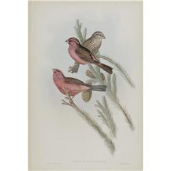 J. Gould Elephant Folio Print: Carpodactus Rhodo J. Gould Elephant Folio Print: [I]Carpodactus Rhodo