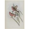 Image 1 : J. Gould Elephant Folio Print: Carpodactus Rhodo J. Gould Elephant Folio Print: [I]Carpodactus Rhodo