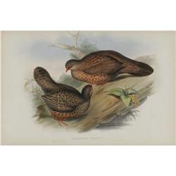 J. Gould Elephant Folio Print: Galloperdix Spadi J. Gould Elephant Folio Print: [I]Galloperdix Spadi