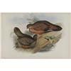Image 1 : J. Gould Elephant Folio Print: Galloperdix Spadi J. Gould Elephant Folio Print: [I]Galloperdix Spadi