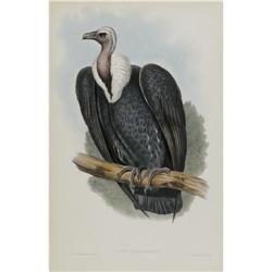 J. Gould Elephant Folio Print: Gyps Bengalensis J. Gould Elephant Folio Print: [I]Gyps Bengalensis.