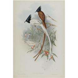 J. Gould Elephant Folio Print: Muscipeta Parad. J. Gould Elephant Folio Print: [I]Muscipeta Paradisi