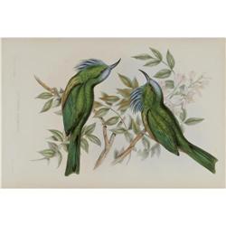 J. Gould Elephant Folio Print: Nyctiornis Ather J. Gould Elephant Folio Print: [I]Nyctiornis Atherto