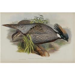 J. Gould Elephant Folio Print:Himalayan Pheasant J. Gould Elephant Folio Print: [I]Pucrasia Macrolop