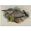 Image 1 : J. Gould Elephant Folio Print:Himalayan Pheasant J. Gould Elephant Folio Print: [I]Pucrasia Macrolop