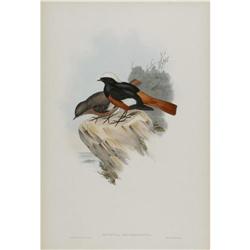 J. Gould Elephant Folio Print: Ruticilla Eryth. J. Gould Elephant Folio Print: [I]Ruticilla Erythrog