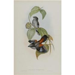 J. Gould Elephant Folio Print: Serilophus Rubro. J. Gould Elephant Folio Print: [I]Serilophus Rubrop