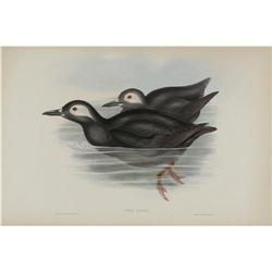 J. Gould Elephant Folio Print: Uria Carbo. J. Gould Elephant Folio Print: [I]Uria Carbo.