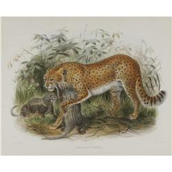 Joseph Wolf Elephant Folio Print: Cheetah Joseph Wolf Elephant Folio Print: [I]Cynailurus Jubata;